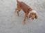 Cocker spaniel chanel (R.I.P. SMUKKE HUND
