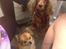 Cocker spaniel chanel (R.I.P. SMUKKE HUND