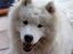 Samojedhund Bamse - Et smil til dig... :)