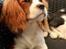 Cavalier king charles spaniel Uffe