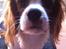 Cavalier king charles spaniel Uffe