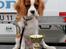 Cavalier king charles spaniel Uffe - Udstilling Nyborg d. 14/7-2013: 1. Præmie Baby klasse 