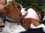 Cavalier king charles spaniel Uffe