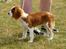 Cavalier king charles spaniel Uffe - Udstilling Nyborg d. 14/7-2013: 1. Præmie Baby klasse