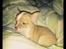 Chihuahua Tuffi - Tuffi 8 uger