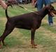 Dobermann Brown Chief Ayden