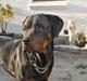 Rottweiler Bailey (Den bedste)