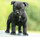 Staffordshire bull terrier Abby