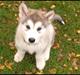 Alaskan malamute Mojo kennel Navn Ice cloud