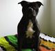 Staffordshire bull terrier Enodden's You Are My Sunshine - Aya
