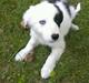 Border collie Luna