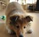 Shetland sheepdog Jenner's Loving Afrodite Sif