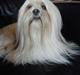 Lhasa apso Noah