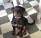 Rottweiler Nomis von Hause Nomis