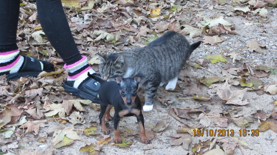 Dvaergpinscher Rødkildes Nyah billede 1