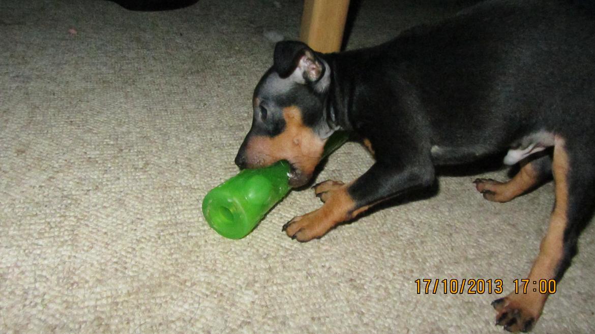 Dvaergpinscher Rødkildes Nyah billede 3