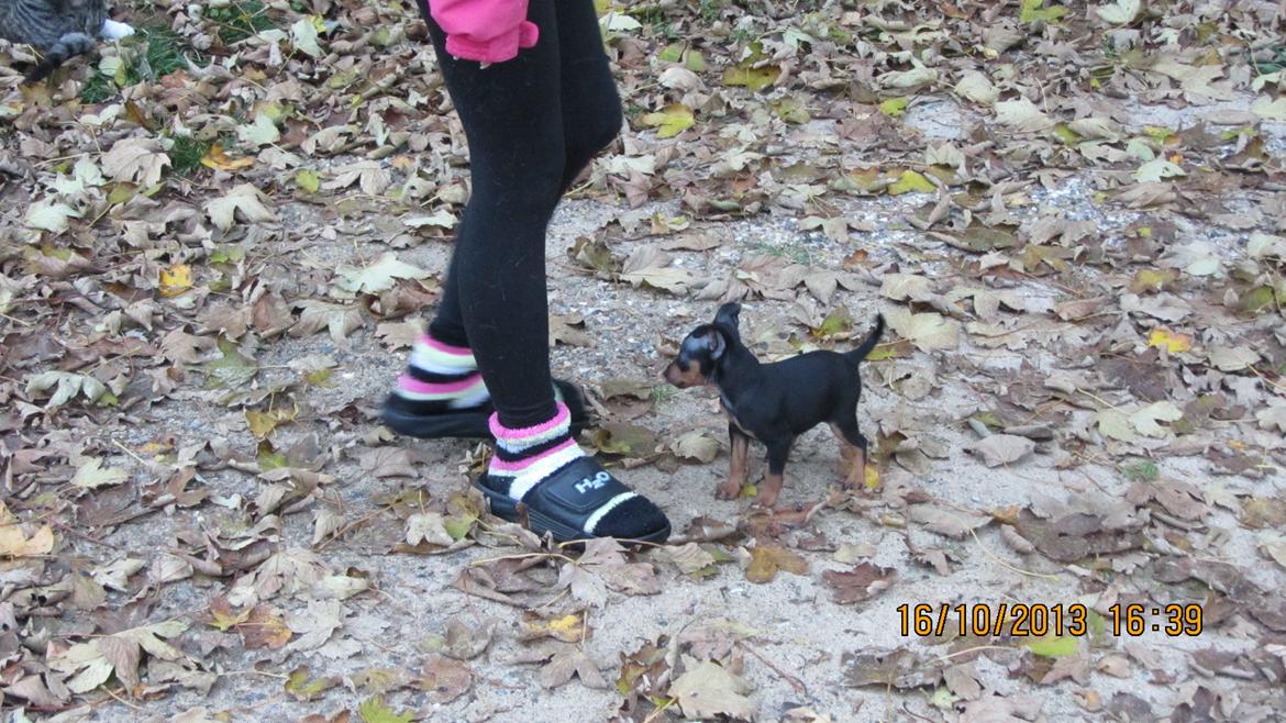 Dvaergpinscher Rødkildes Nyah billede 2