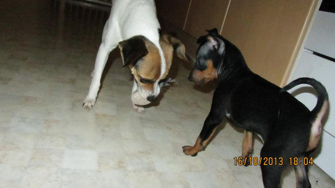 Dvaergpinscher Rødkildes Nyah billede 4