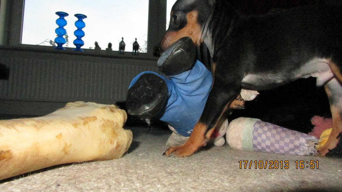 Dvaergpinscher Rødkildes Nyah billede 5