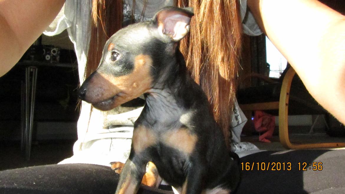 Dvaergpinscher Rødkildes Nyah billede 6