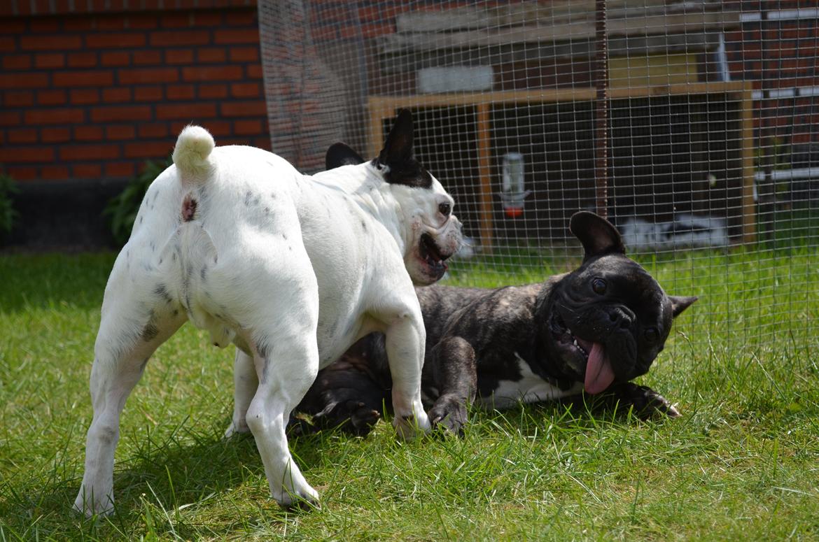 Fransk bulldog Wilma billede 8