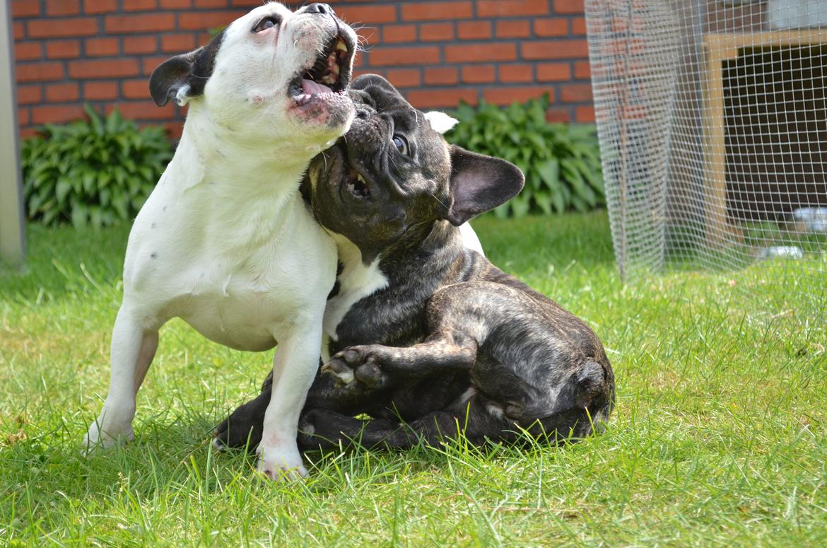 Fransk bulldog Wilma billede 6