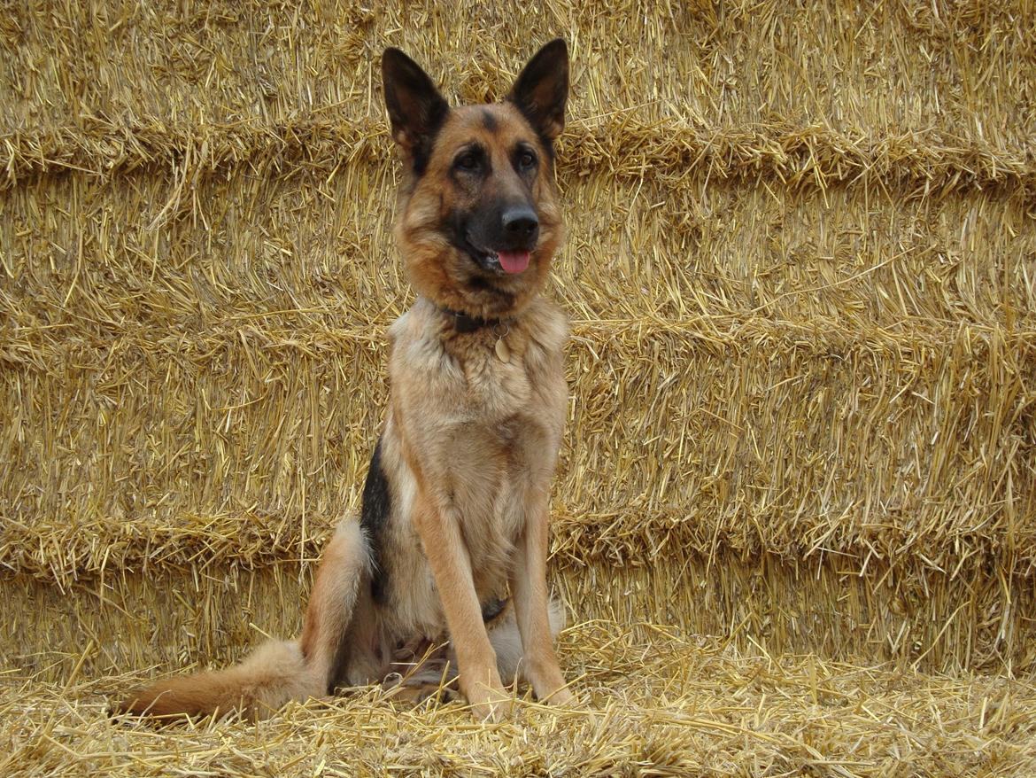 Schæferhund Unik.Dog Donna billede 13