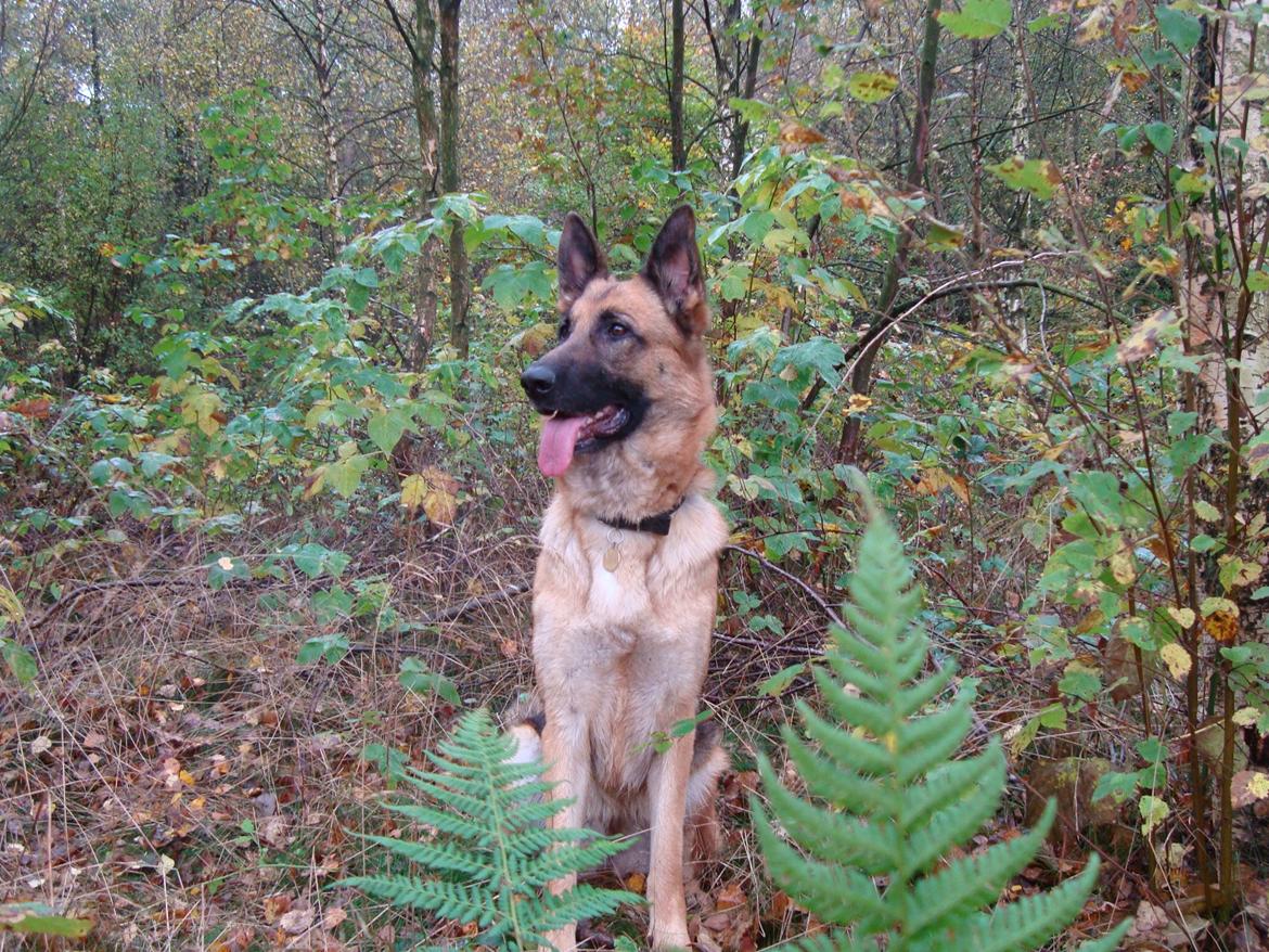 Schæferhund Unik.Dog Donna - I hundeskoven /17-10-13/ billede 14