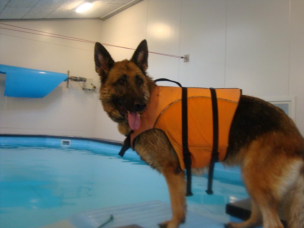 Schæferhund Unik.Dog Donna - Til hundesvømning /17-10-13/ billede 15
