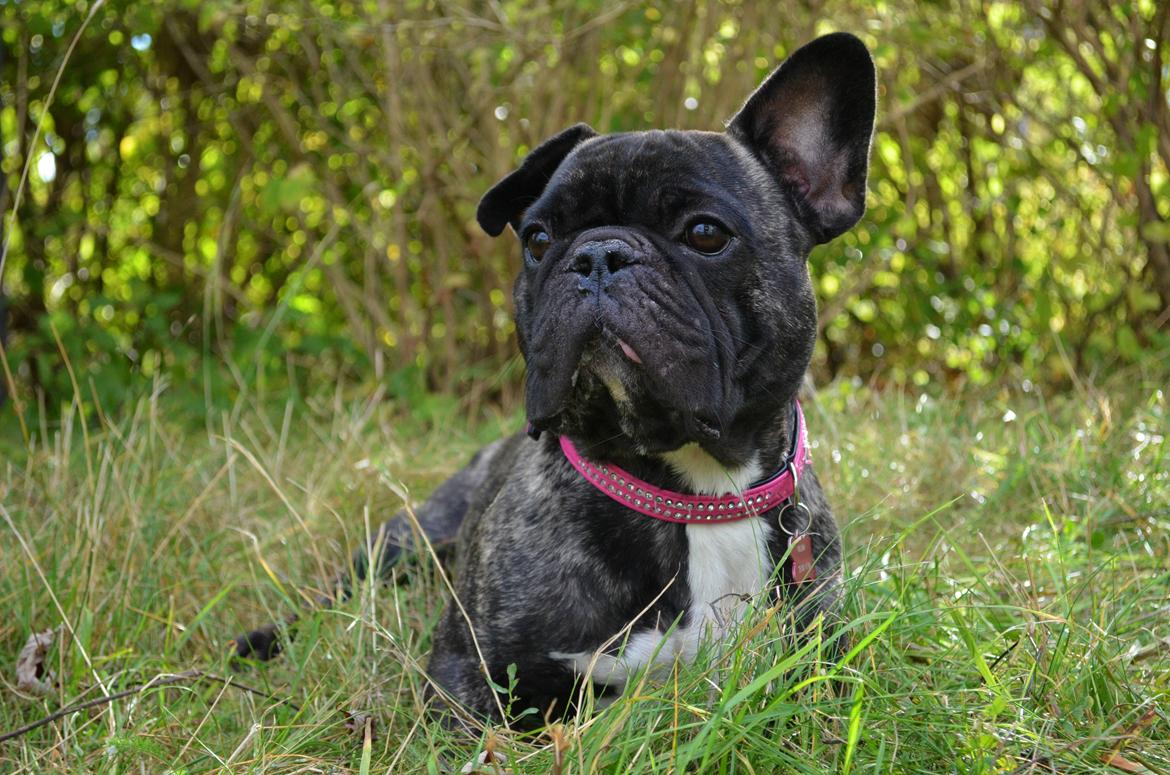 Fransk bulldog Wilma billede 5