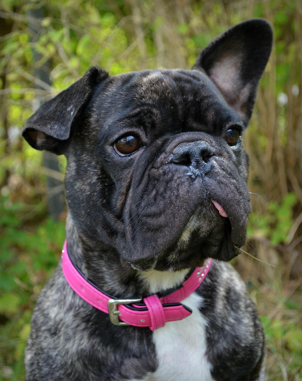 Fransk bulldog Wilma billede 11