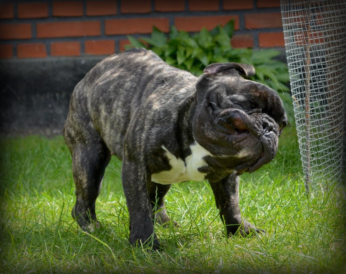 Fransk bulldog Wilma billede 13