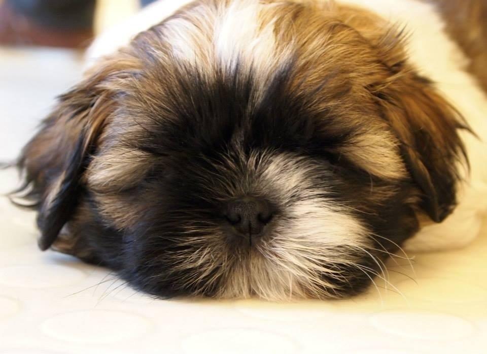 Shih tzu Liva billede 8