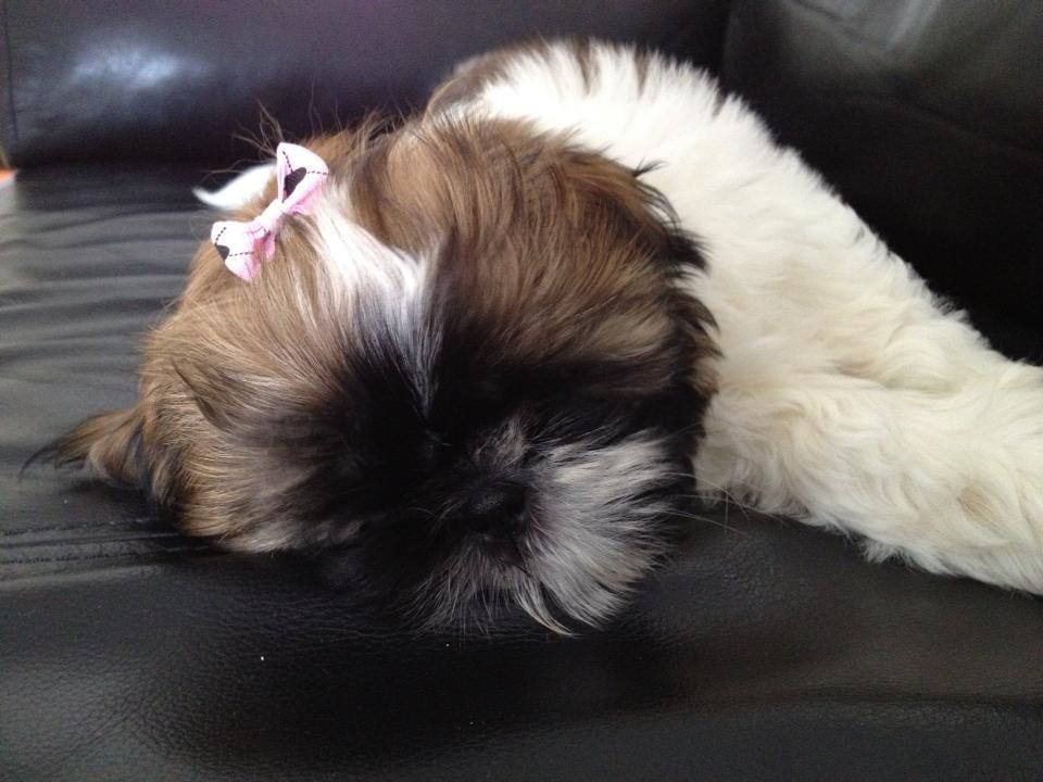 Shih tzu Liva billede 9