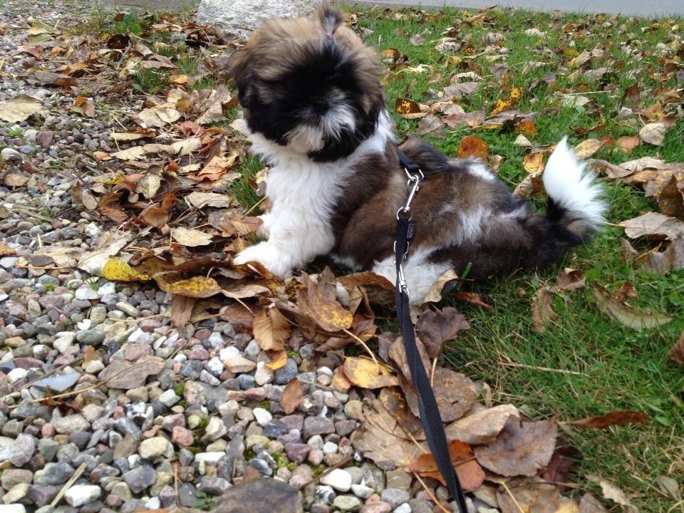 Shih tzu Liva billede 10