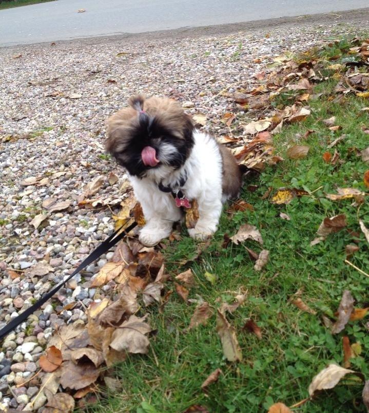 Shih tzu Liva billede 11