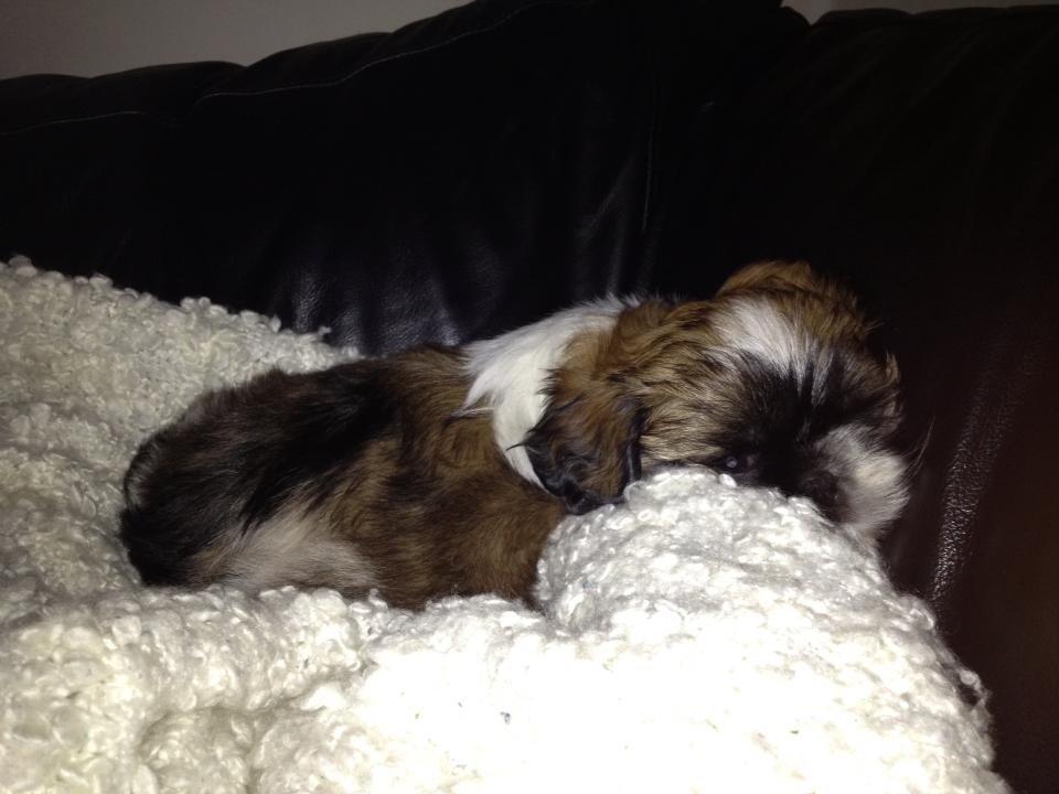 Shih tzu Liva billede 12