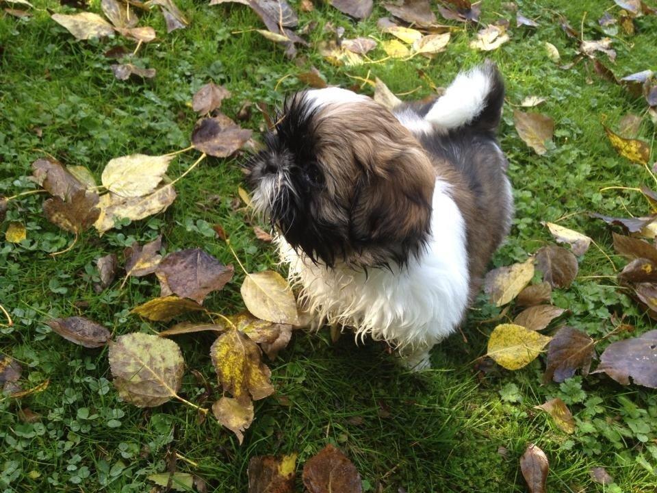 Shih tzu Liva billede 13