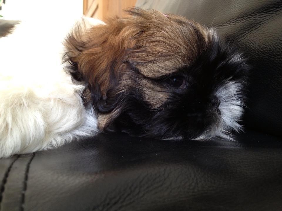 Shih tzu Liva billede 14