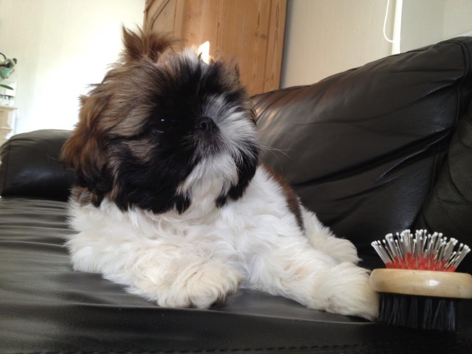 Shih tzu Liva billede 6