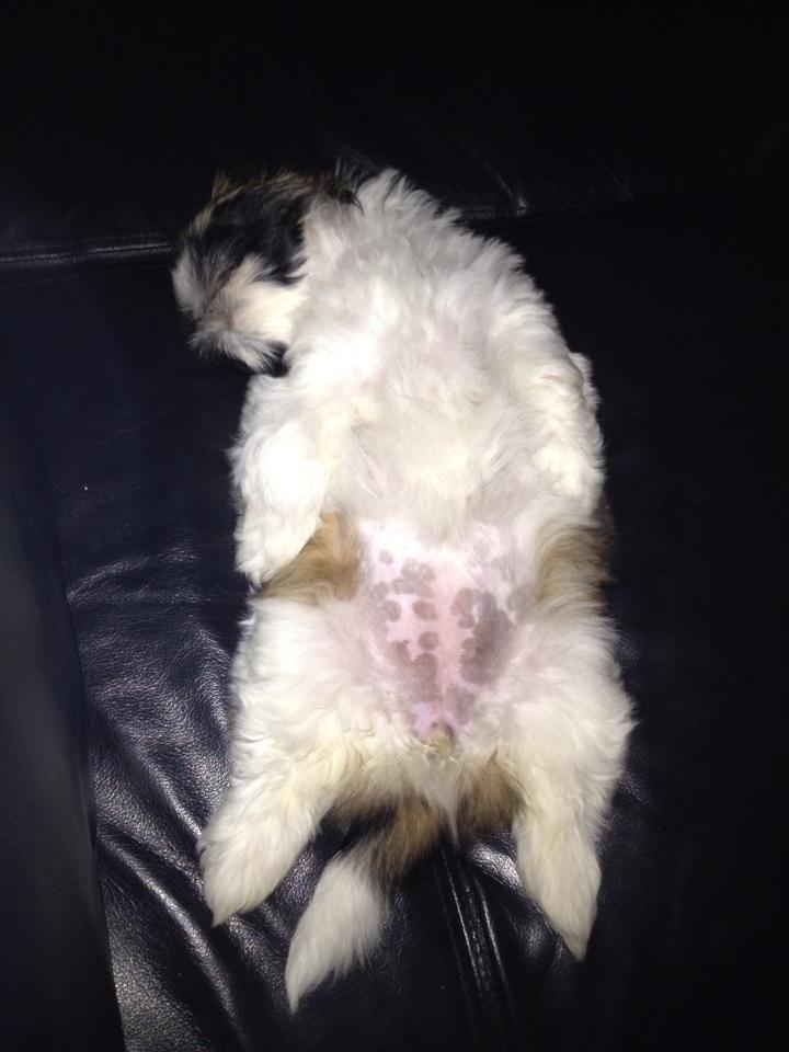 Shih tzu Liva billede 15