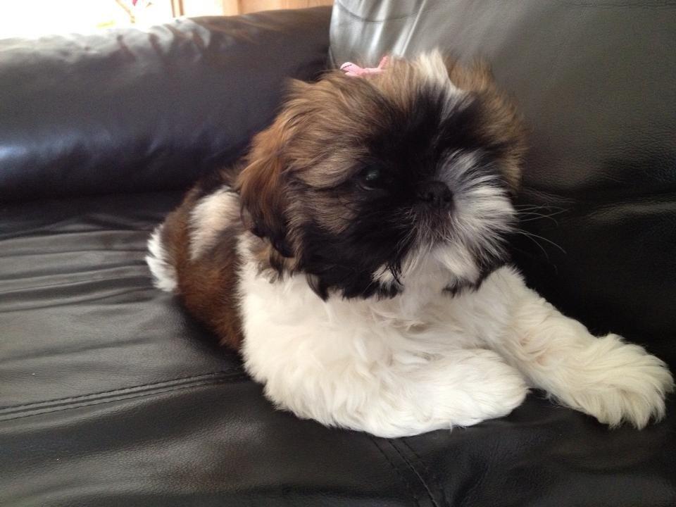 Shih tzu Liva billede 7