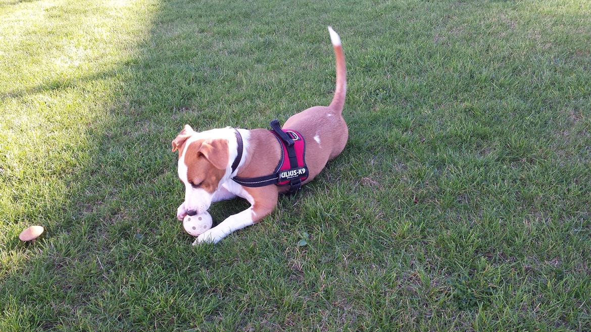 Blanding af racer Vega billede 23