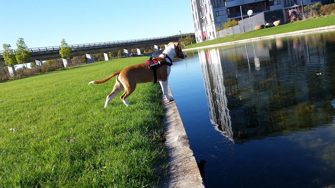 Blanding af racer Vega billede 24