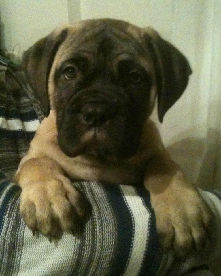 Bullmastiff Raya (Bullgrin's 'N Librrani No Mercy) billede 18