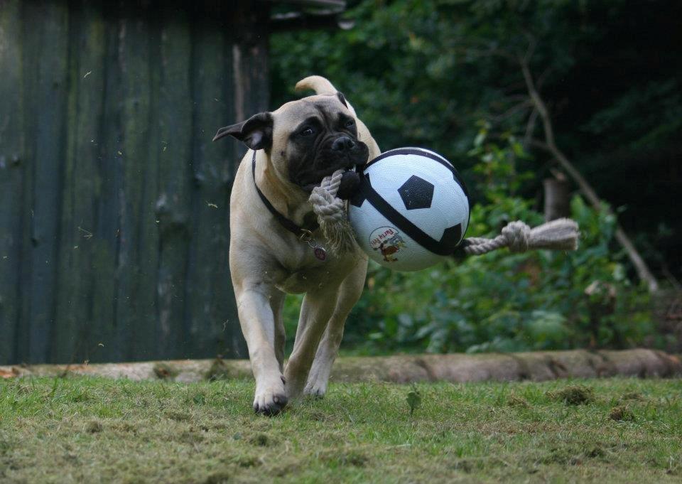 Bullmastiff Raya (Bullgrin's 'N Librrani No Mercy) billede 19
