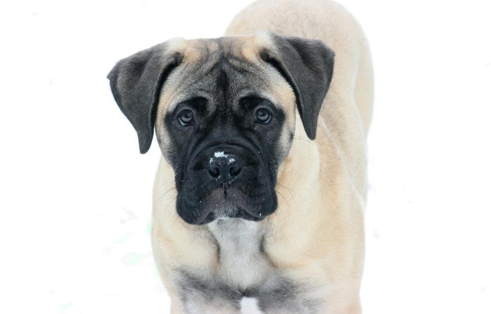 Bullmastiff Raya (Bullgrin's 'N Librrani No Mercy) billede 20