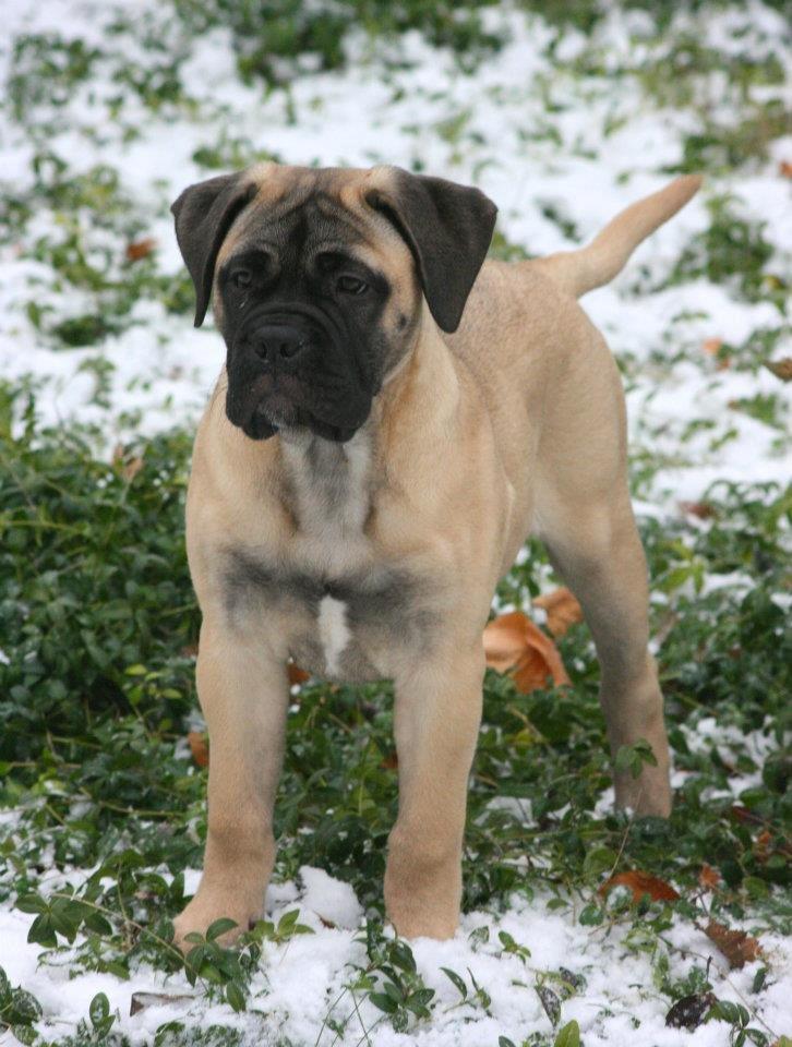 Bullmastiff Raya (Bullgrin's 'N Librrani No Mercy) billede 21