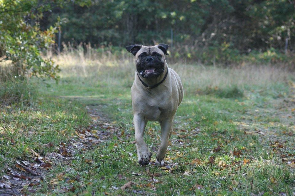 Bullmastiff Raya (Bullgrin's 'N Librrani No Mercy) billede 22