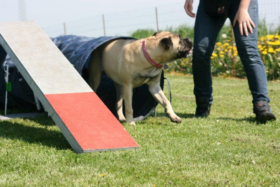 Bullmastiff Raya (Bullgrin's 'N Librrani No Mercy) billede 23